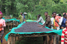 Load image into Gallery viewer, NEW - Ethiopia Chelbesa Natural Process